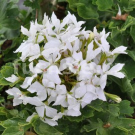 pelargonie pskat Fireworks White - Pelargonium zonale Fireworks White