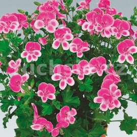 mukt stojat Angeleyes Viola - Pelargonium crispum Angeleyes Viola