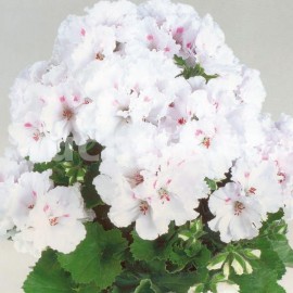 pelargonie Mona Lisa - Pelargonium grandiflorum Mona Lisa