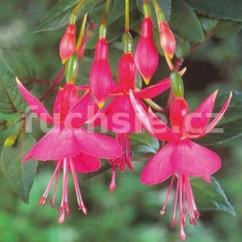 fuchsie Display - Fuchsia Display