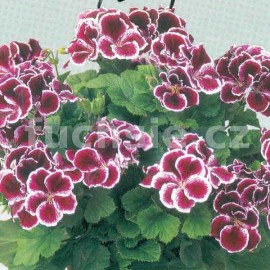 pelargonie Aristo Imperial - Pelargonium grandiflorum Aristo Imperial