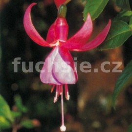 fuchsie Henriete Ernst - Fuchsia Henriete Ernst