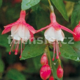 fuchsie Lady Thumb - Fuchsia Lady Thumb