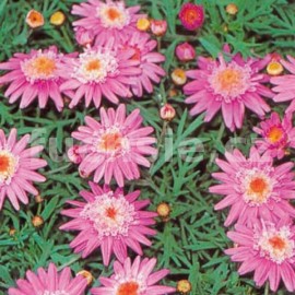 kopretinovec Cherry Love - Argyranthemum Cherry Love