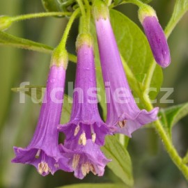 fialkovec - Iochroma australe