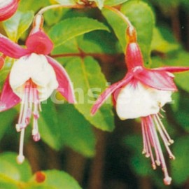 fuchsie Snowcap - Fuchsia Snowcap