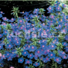 drchnika velkokvt - Anagallis monelli