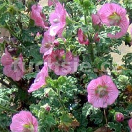 Anisodontea capensis