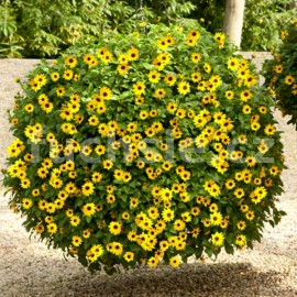 slunenice tl - Helianthus debilis