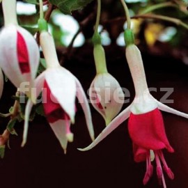 fuchsie Hermiena - Fuchsia Hermiena