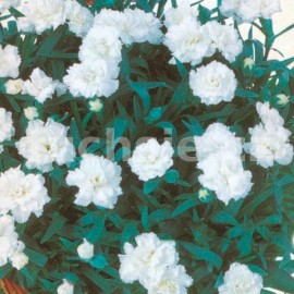 hvozdk zahradn - Dianthus caryophyllus