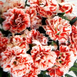 hvozdk zahradn - Dianthus caryophyllus