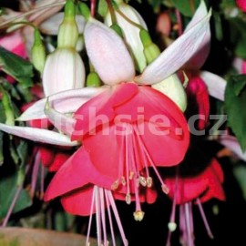 fuchsie Temptation - Fuchsia Temptation