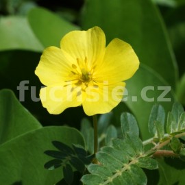 kotvink zemn - Tribulus terrestris