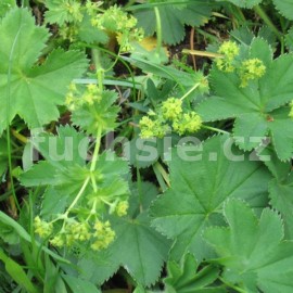 kontryhel lutozelen - Alchemilla xanthochlora