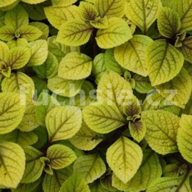 moud Sasha - Plectranthus ciliatus Sasha