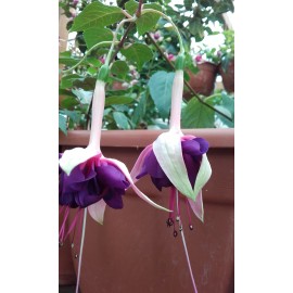 fuchsie Roesse Aurica - Fuchsia Roesse Aurica