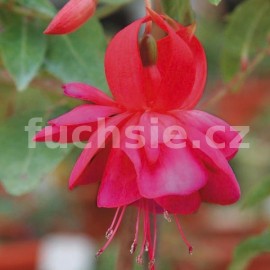 fuchsie Diana - Fuchsia Diana