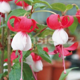 fuchsie Libelie - Fuchsia Libelie