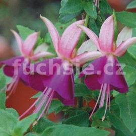 fuchsie Lambada - Fuchsia Lambada