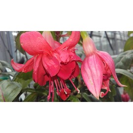 fuchsie Roswitha Fenzl - Fuchsia Roswitha Fenzl