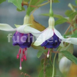 fuchsie Pinch Me - Fuchsia Pinch Me