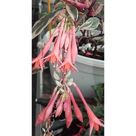 fuchsie Firecracker - Fuchsia Firecracker