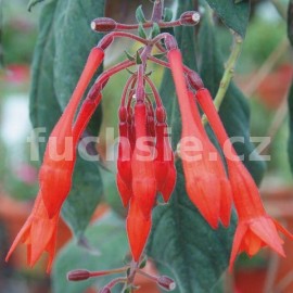 fuchsie Insolinde - Fuchsia Insolinde