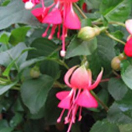 fuchsie Betsy Huiskens - Fuchsia Betsy Huiskens