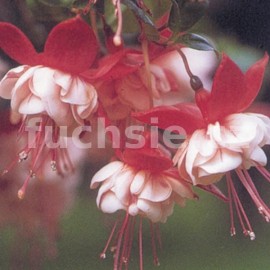 fuchsie White Eyes - Fuchsia White Eyes