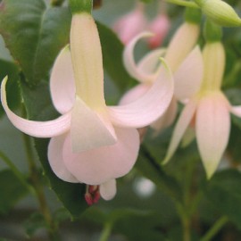 fuchsie Countess of Aberdeen - Fuchsia Countess of Aberdeen