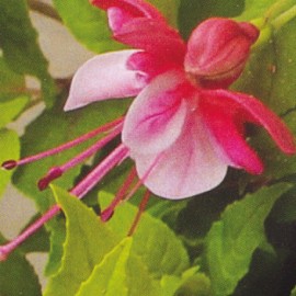 fuchsie Leonita Leaf Pink - Fuchsia Leonita Leaf Pink