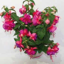 fuchsie Jollies Miraval - Fuchsia Jollies Miraval