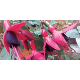 fuchsie Roland Friede - Fuchsia Roland Friede