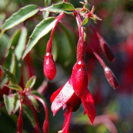 fuchsie Pumila - Fuchsia Pumila