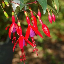 fuchsie - Fuchsia regia