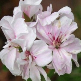 pelargonie White - Pelargonium peltatum White