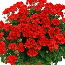 pelargonie Two-in-One Pac Scarlet℗ - Pelargonium Two-in-One Pac Scarlet℗