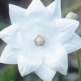 boubelka velkokvt - Platycodon grandiflorus