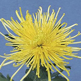 listopadka Spider - Chrysanthemum Spider