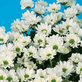 listopadka Alice White - Chrysanthemum Alice White