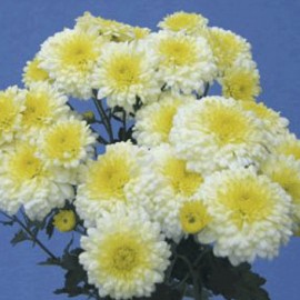 listopadka Ellen - Chrysanthemum Ellen