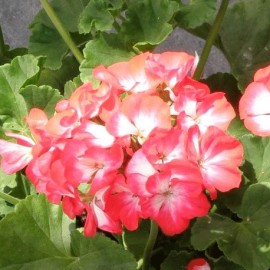 pelargonie pskat Bunny Pink Ice - Pelargonium zonale Bunny Pink Ice