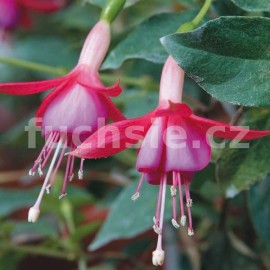 fuchsie Schlos Anholt - Fuchsia Schlos Anholt