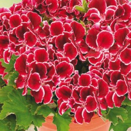 pelargonie Aristo Red Beauty - Pelargonium grandiflorum Aristo Red Beauty