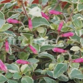 fuchsie Bacilaris Variegata - Fuchsia Bacilaris Variegata