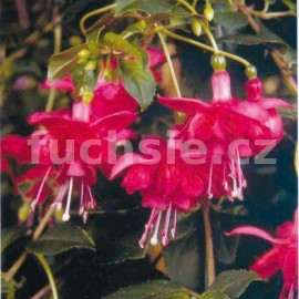 fuchsie Blaze Away - Fuchsia Blaze Away