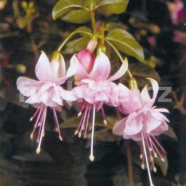 fuchsie Claudia - Fuchsia Claudia