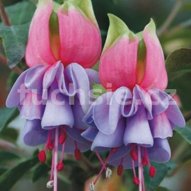 fuchsie Chantal - Fuchsia Chantal