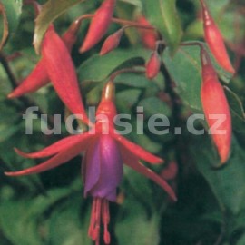 fuchsie Komeet - Fuchsia Komeet